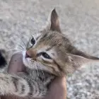 3 قطاوه ابوهم بلدي و امهم شيرازيه و كلهم اناث للتبني