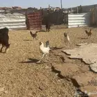 ديك نظيفة شرط بريات العدد 10او اكثر