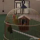 ببغاء روز اثنين