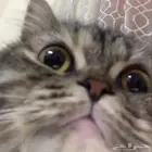 قطط