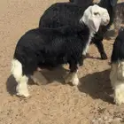 خروف نجدي
