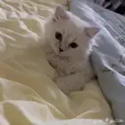 قطه لتبني العمر شهرين