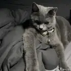 سكوتش ستريت