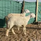 للبيع رخال صنف الصنف حرش وجروم