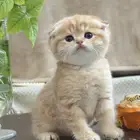 ولد بايدن انتاج كتن قط سكوتش تربل فولد لون نادر ذكر ضخم