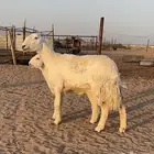 للبيع شاه خلفه صنف الصنف وجريم حدرها خروف كفو