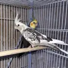 طير الكروان منتج