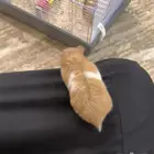 هامستر سوري