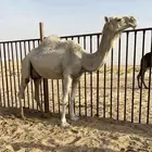 خلفه وضحاء طيبه تحتها قعود