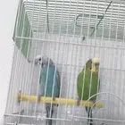 طيور البادجي