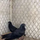 حمام صنعاوي