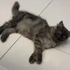 قطوه شيرازيه