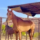 عمره 3 ونص