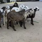 البيع سواكن تيلاد