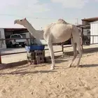 للبيع ناقه لقحه هجن بكر ثنيه