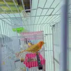 ذكر كناري مشمشي