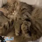 قطط