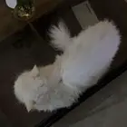قطوتي ضايعه حي التلال لونها ابيض اسمها نوني تستجيب لأسمها