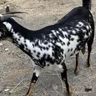 معزا مرخ