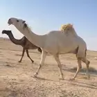 الفحل الثني الباتلي الكفو