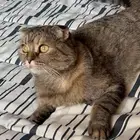 قطه للتبني