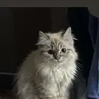 قطه عمرها شهرين مطعمه نظيفه