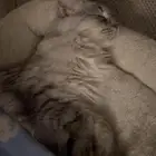 قطه للتبني