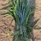 اعلاف اعلاف وشتلات بونيكام اسباني