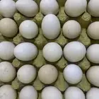 بيض بلدي الموقع غطي