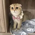 للبيع قط سكوتش فولد