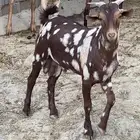 تيس ابهر جيشي.