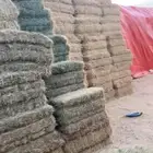 برسيم صافي مخزن