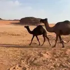 قعود مجهم على حليب امه فاخر سنام فل وغارب فل الموقع العلا