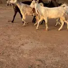 معزاء مشارييك مضاريع شرط