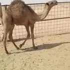 للبيع قعود أصفر ( تم البيع )