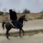 حصان شعبي