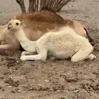 قعود لباني