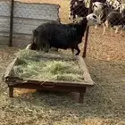 نعجه سمين تصلح حميسه من يبغى لها مقطع يجي خاص