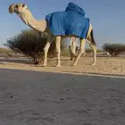 فحل رماني منتج وعلى الشروط