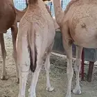 قعدان شرط نظافه مقفله شحم تربية مميزه اعمارها من 8 ل 9 شهور