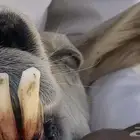 نعجه