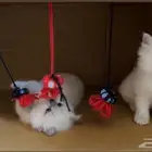 قطط عمرها شهرين للتبني