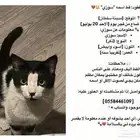 قط ضايع