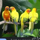 فندقة طيور-او فصيلة القوارض