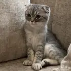 قط سكوتش