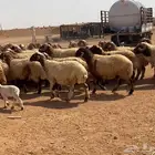 نعيم مراح تم البيع