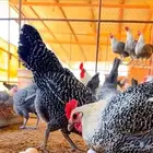 مطلوب دجاج فيومي