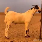 تيس بيشي
