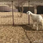 خروف فاخر