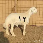 مشاريع فحول صنف الصنف